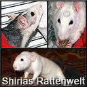 Shirias Rattenwelt